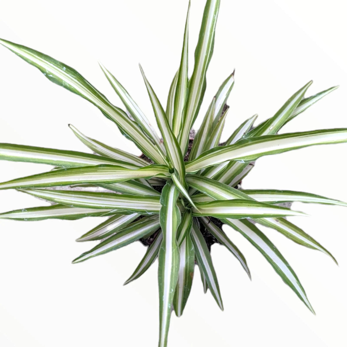 Graceful Spider Plant