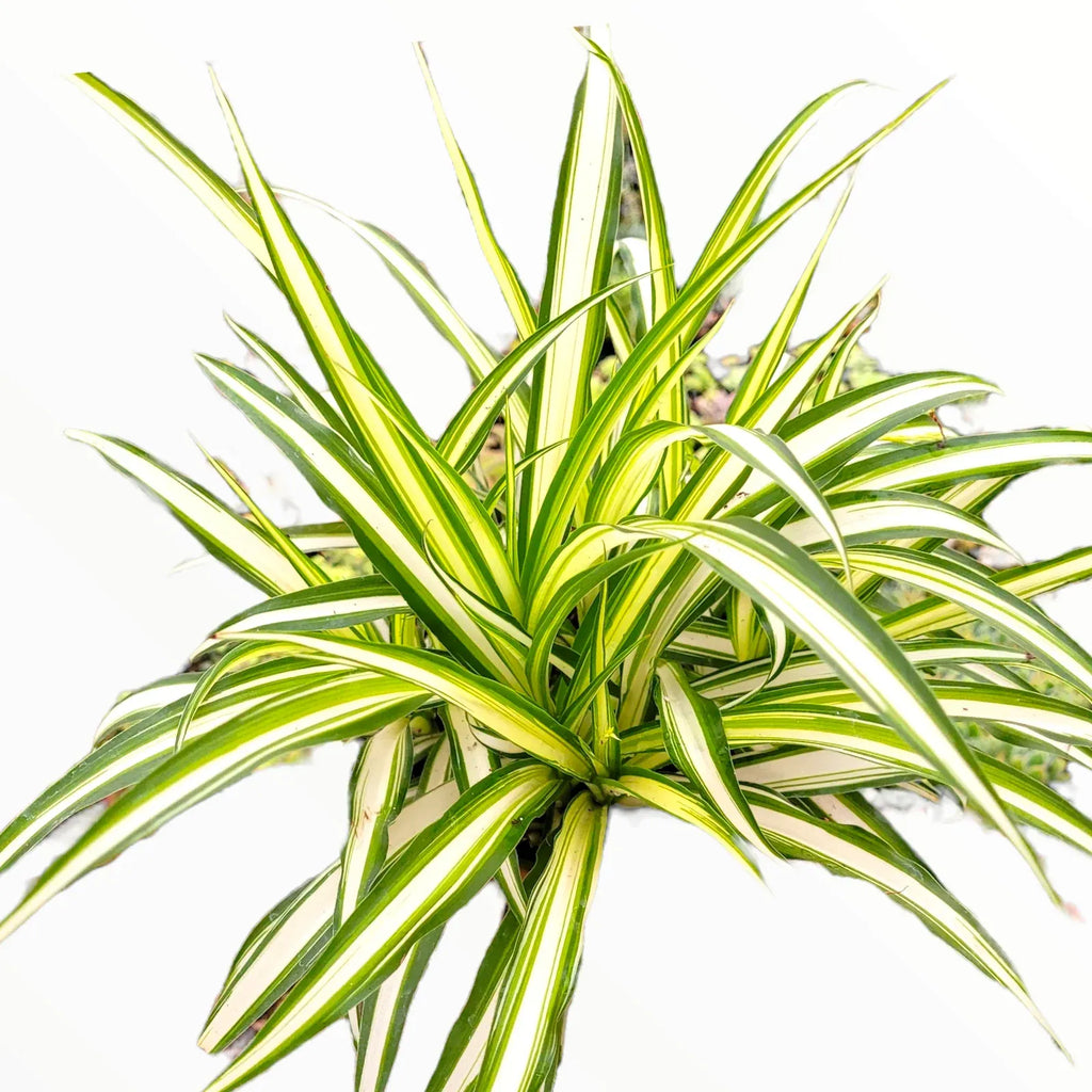 Graceful Spider Plant