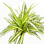 Graceful Spider Plant