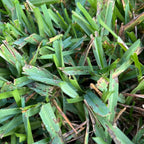 Granular Lawn Fungicide for Brown Patch and Dollar Spot Control, 30 lb Broadcast Spreader Bag