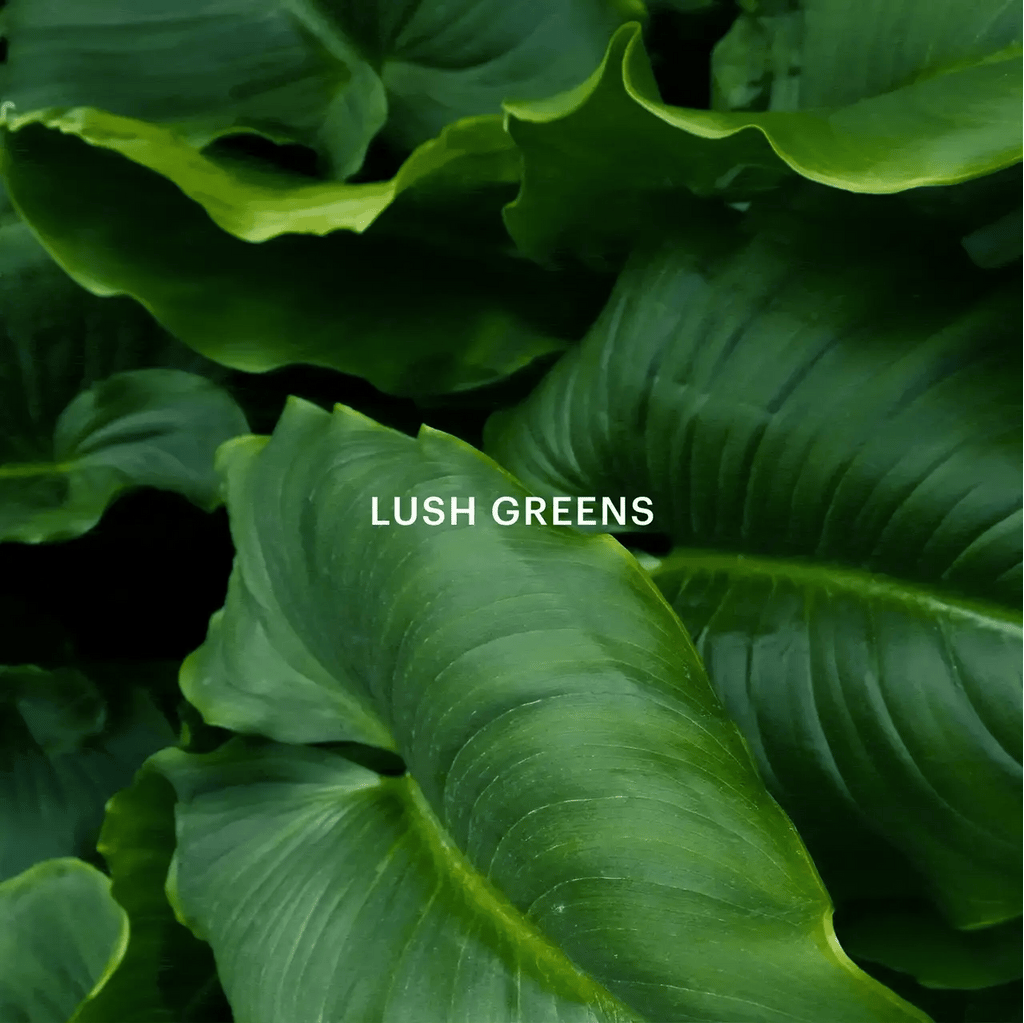 Green Fragrance Diffuser Capsule with Mandarin, Mint, Basil, Rosemary, Pine and Cedarwood Notes