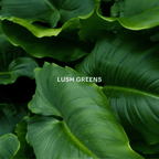 Green Fragrance Diffuser Capsule with Mandarin, Mint, Basil, Rosemary, Pine and Cedarwood Notes