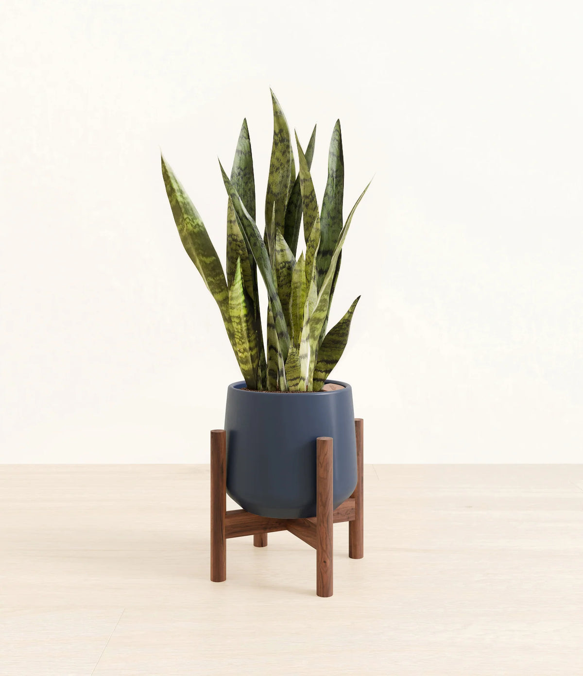 Green Snake Plant