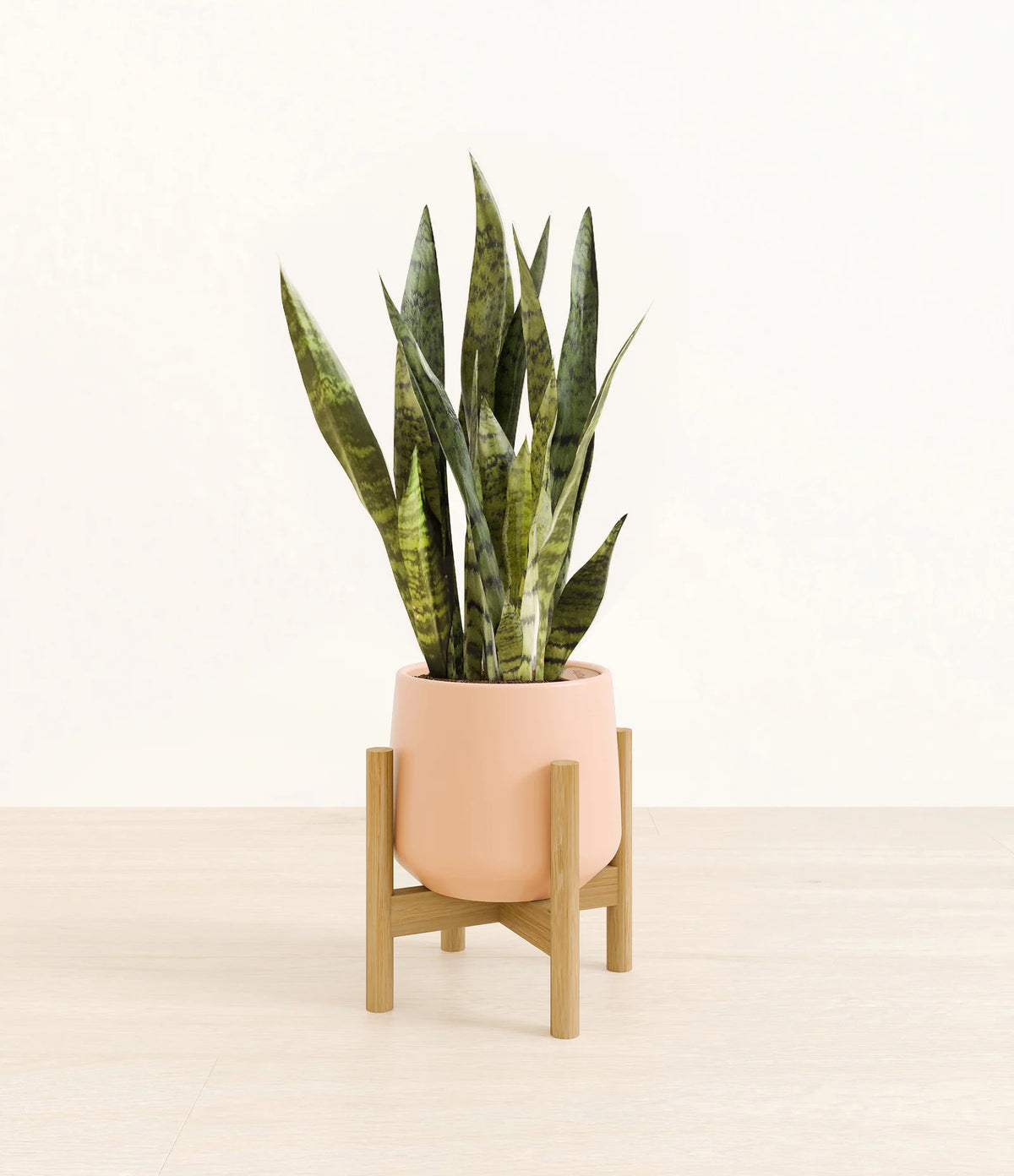 Green Snake Plant