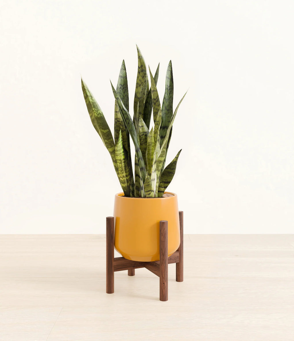 Green Snake Plant