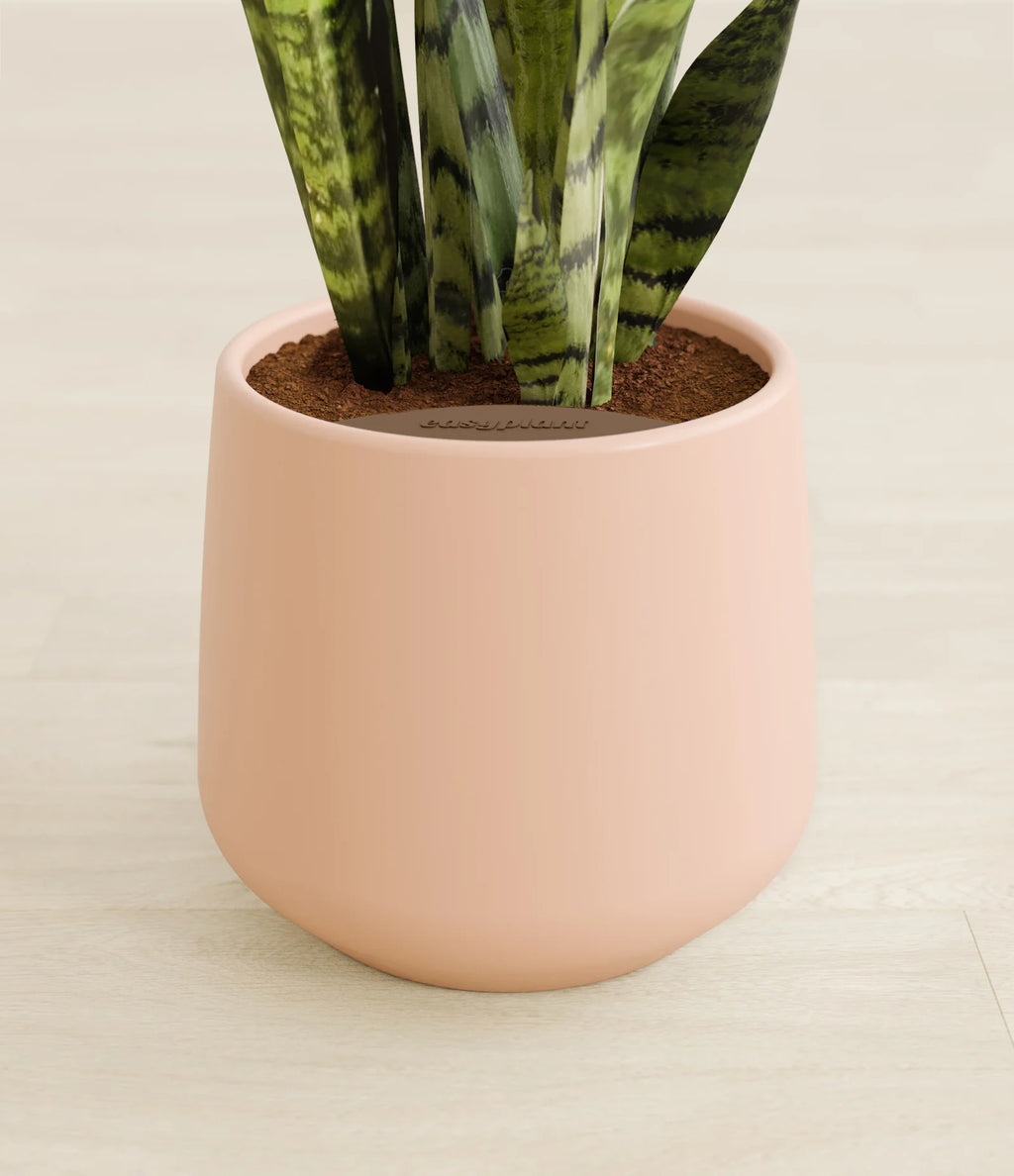 Green Snake Plant