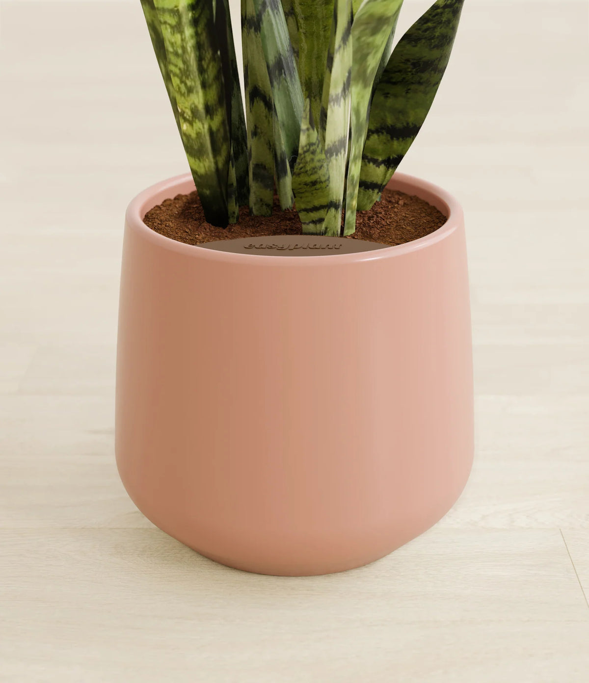Green Snake Plant