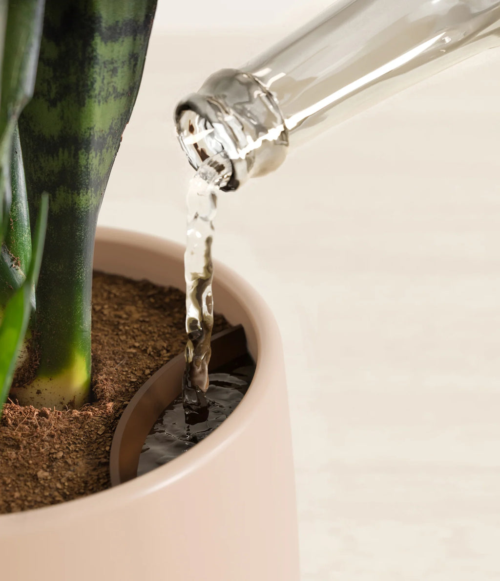 Green Snake Plant