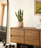 Green Snake Plant