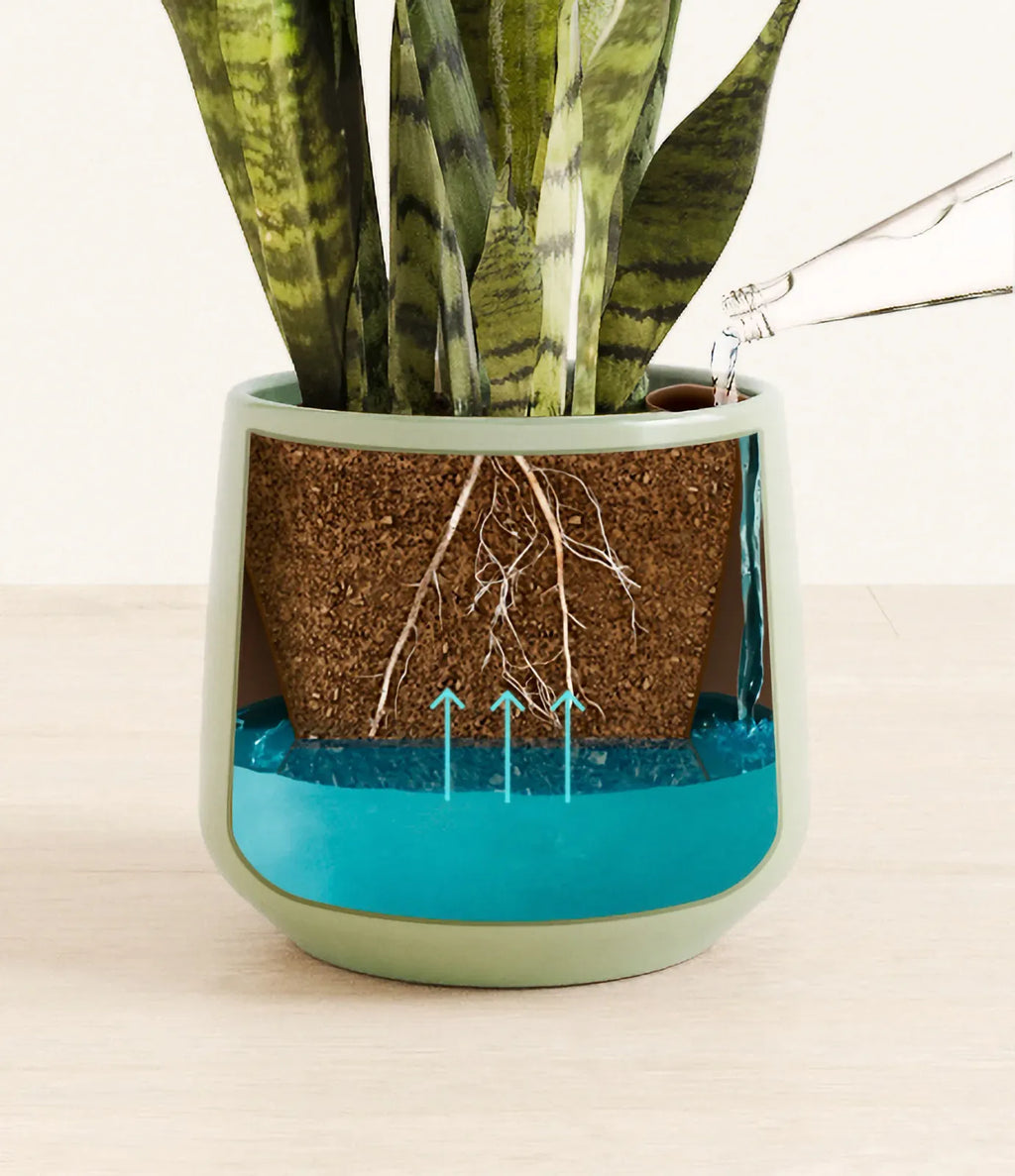 Green Snake Plant