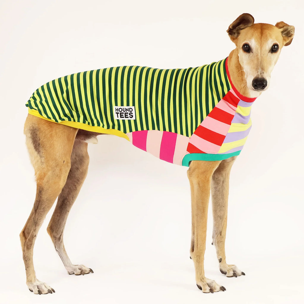 Greyhound Sleeveless Dog Shirt in Unique Mismatched Stripes, Made
