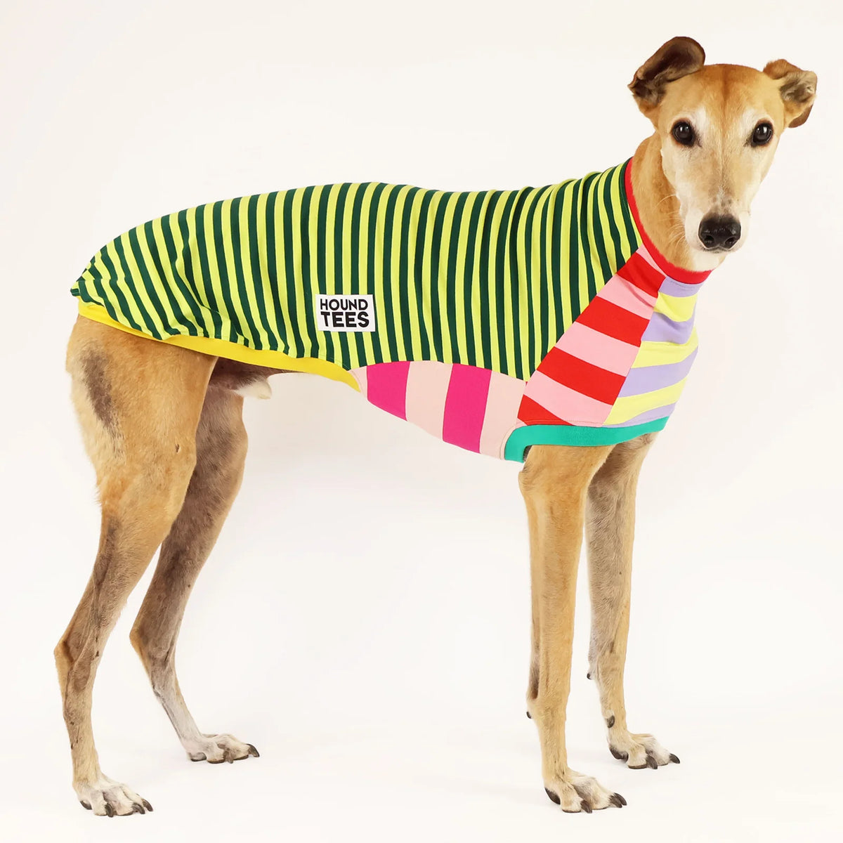 Greyhound Sleeveless Dog Shirt in Unique Mismatched Stripes, Made