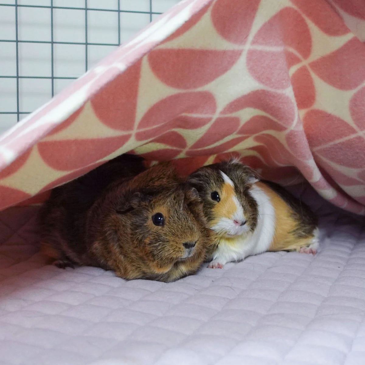Guinea Pig Cage Liner