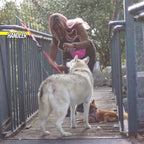 Hands-Free Dog Leash Traffic Handle