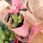 Heavy-Duty 3.3-Inch Seed Starting Pots with Inserts, Drainage Holes, and 36, 90, or 180 Pot Sets