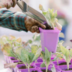 Heavy-Duty 3.3-Inch Seed Starting Pots with Inserts, Drainage Holes, and 36, 90, or 180 Pot Sets