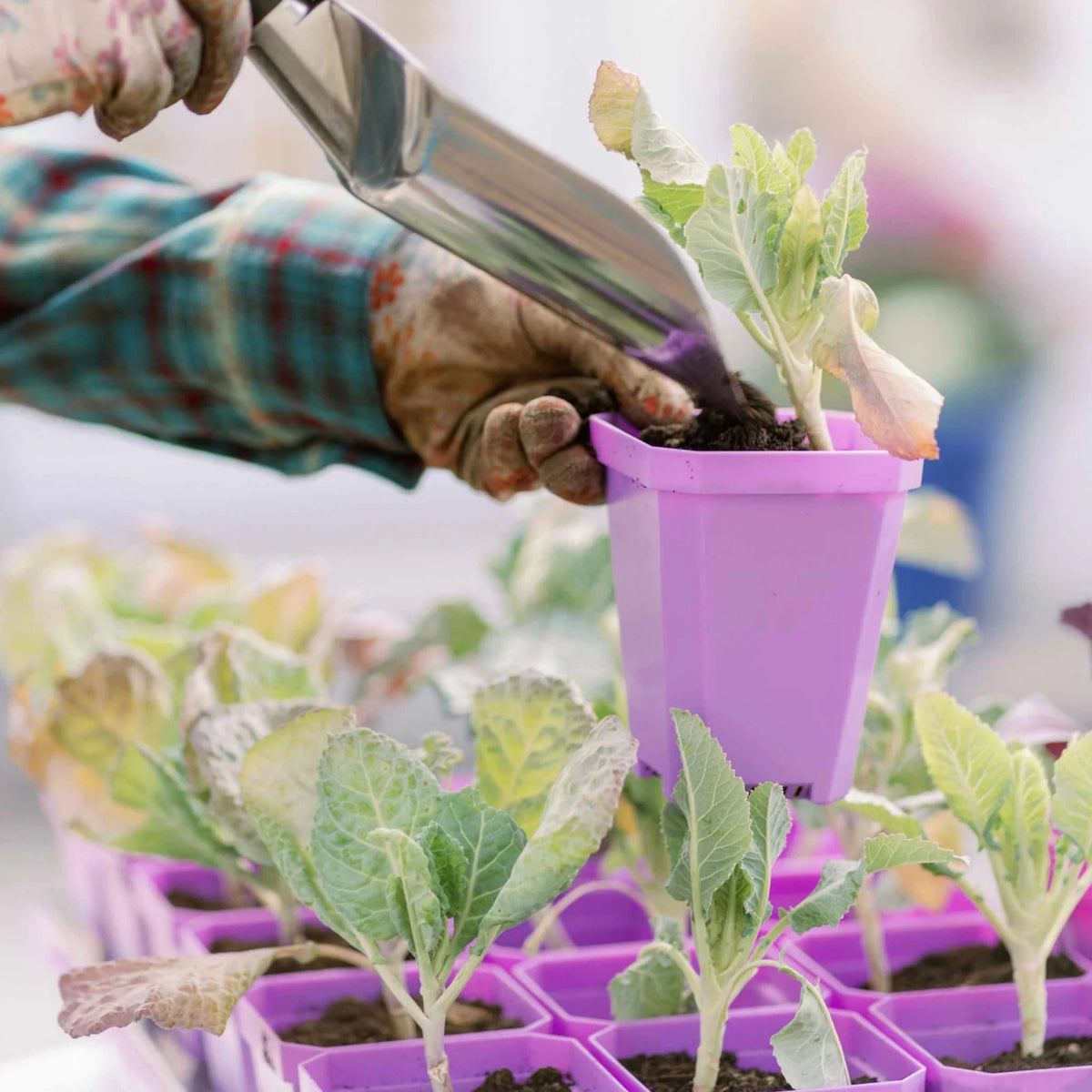 Heavy-Duty 3.3-Inch Seed Starting Pots with Inserts, Drainage Holes, and 36, 90, or 180 Pot Sets