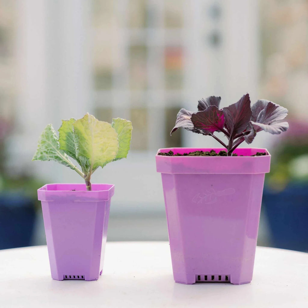 Heavy-Duty 3.3-Inch Seed Starting Pots with Inserts, Drainage Holes, and 36, 90, or 180 Pot Sets