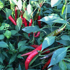 Heirloom Kashmiri Chili Powder