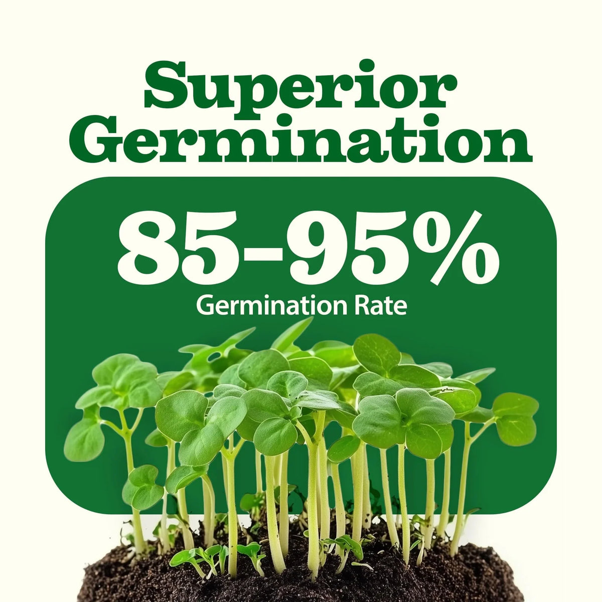 Heirloom Vegetable Seeds Collection with 32 Open-Pollinated Varieties and Over 15,000 Seeds for Home Gardens