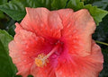 Hibiscus Blossom Herbal Tea