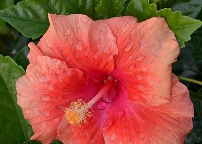 Hibiscus Blossom Herbal Tea