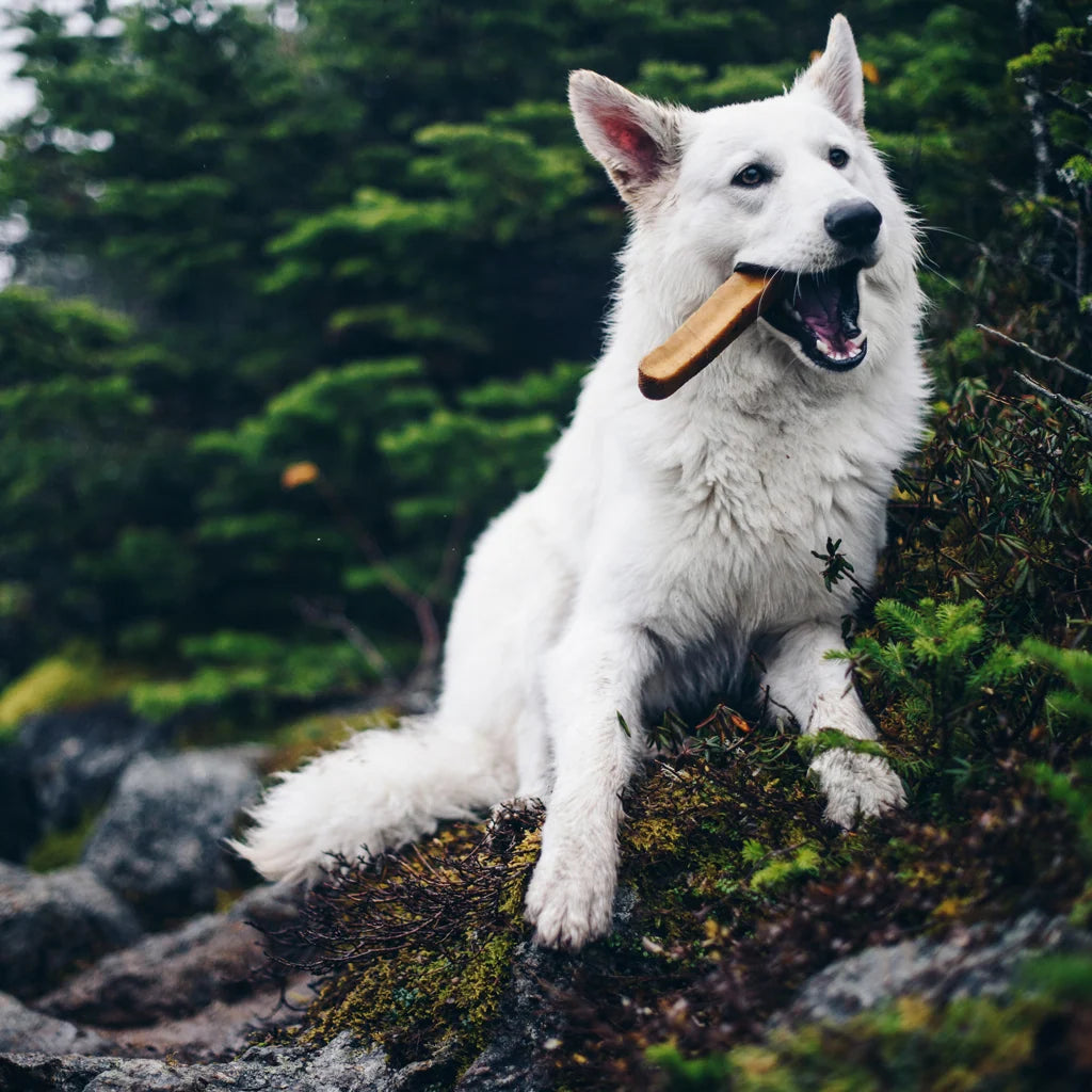Himalayan Dog Chews Made