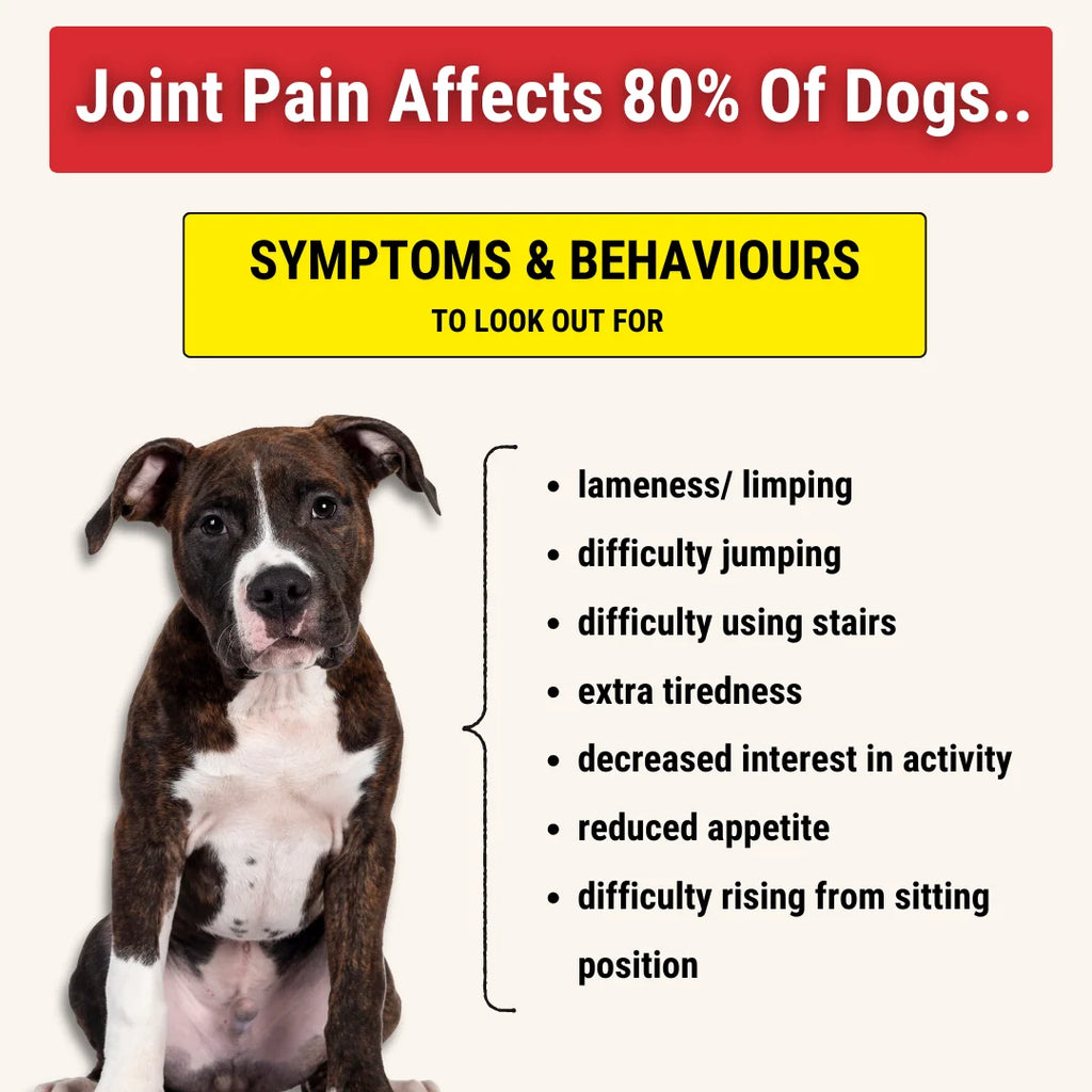 Hip and Joint Supplement Soft Chews for Dogs with Daily Mobility Support for Active Dogs of All Ages
