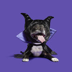 Horned Dog Costume with a Slightly Adjustable Cape and Headpiece for Halloween Dress-Up in S and M/L