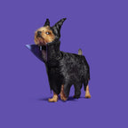 Horned Dog Costume with a Slightly Adjustable Cape and Headpiece for Halloween Dress-Up in S and M/L
