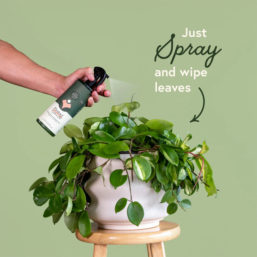 Houseplant Leaf Cleaning Kit