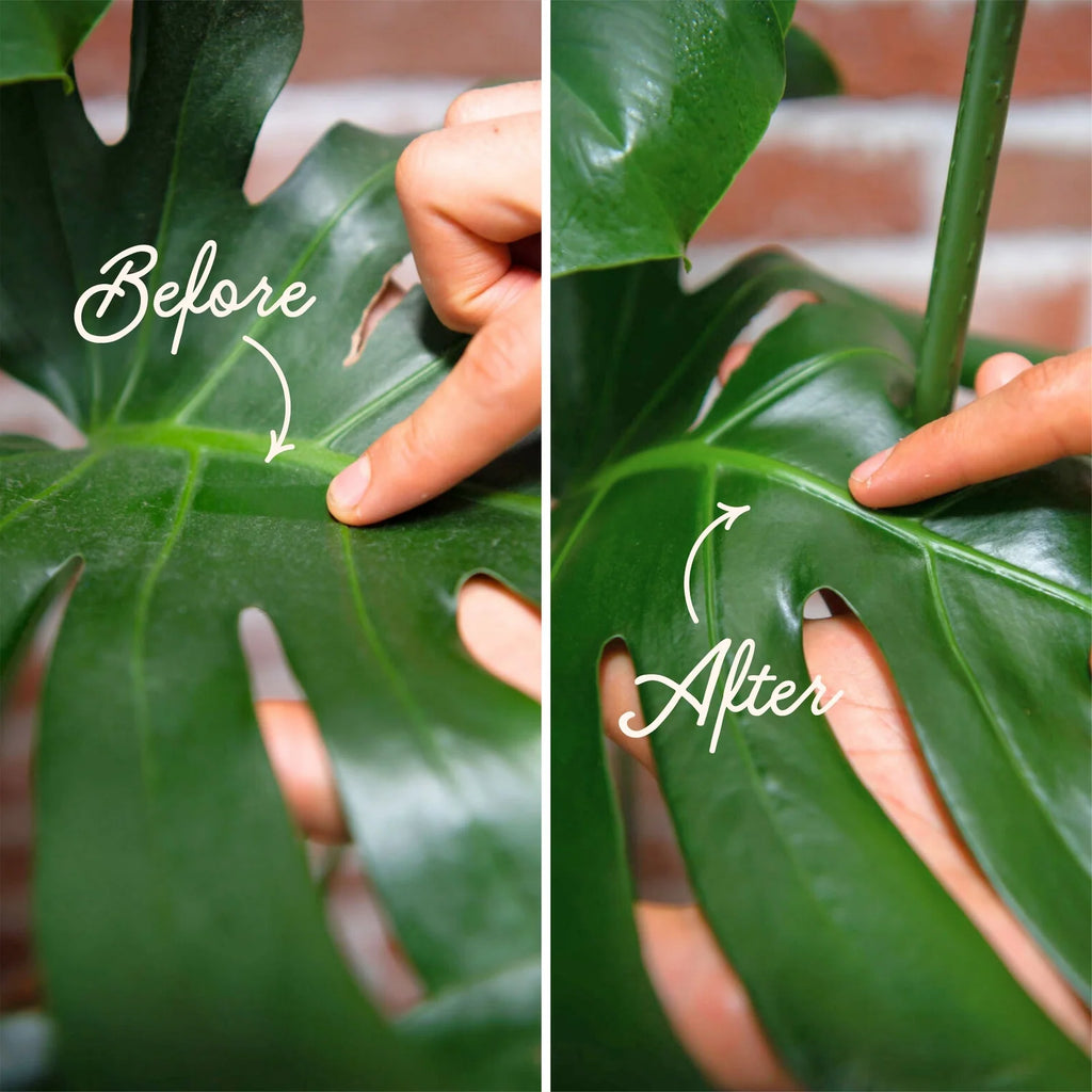 Houseplant Leaf Cleaning Kit