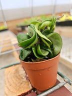 Hoya Hindu Rope Plant with Curled Waxy Leaves for Hanging Baskets and Bright Indoor Spaces