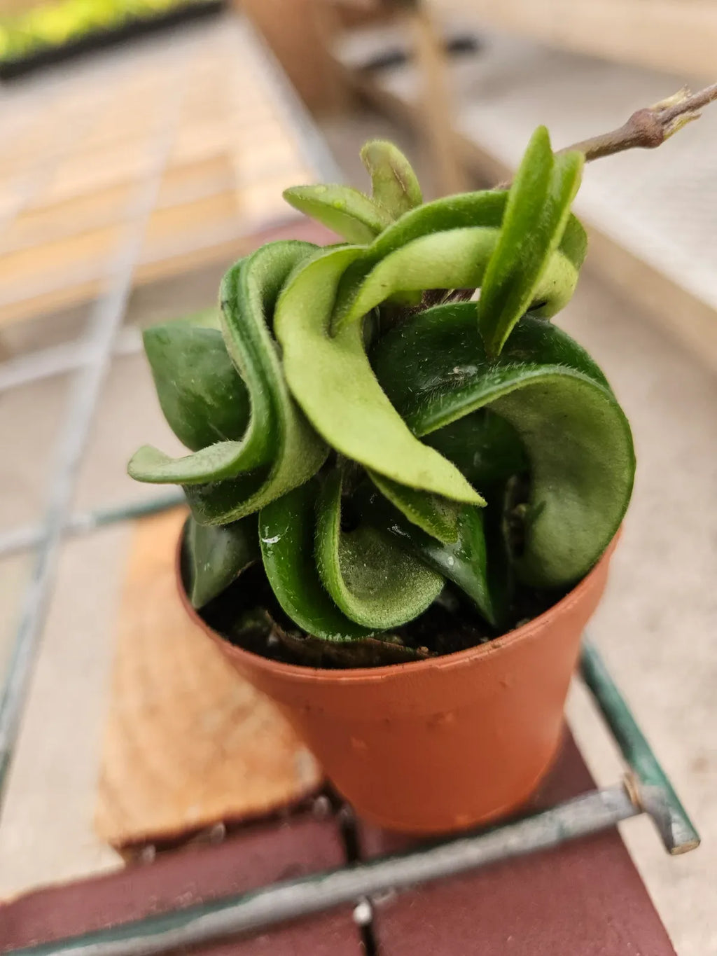 Hoya Hindu Rope Plant with Curled Waxy Leaves for Hanging Baskets and Bright Indoor Spaces