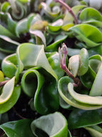 Hoya Hindu Rope Plant with Curled Waxy Leaves for Hanging Baskets and Bright Indoor Spaces