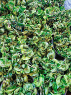 Hoya Hindu Rope Plant with Curled Waxy Leaves for Hanging Baskets and Bright Indoor Spaces
