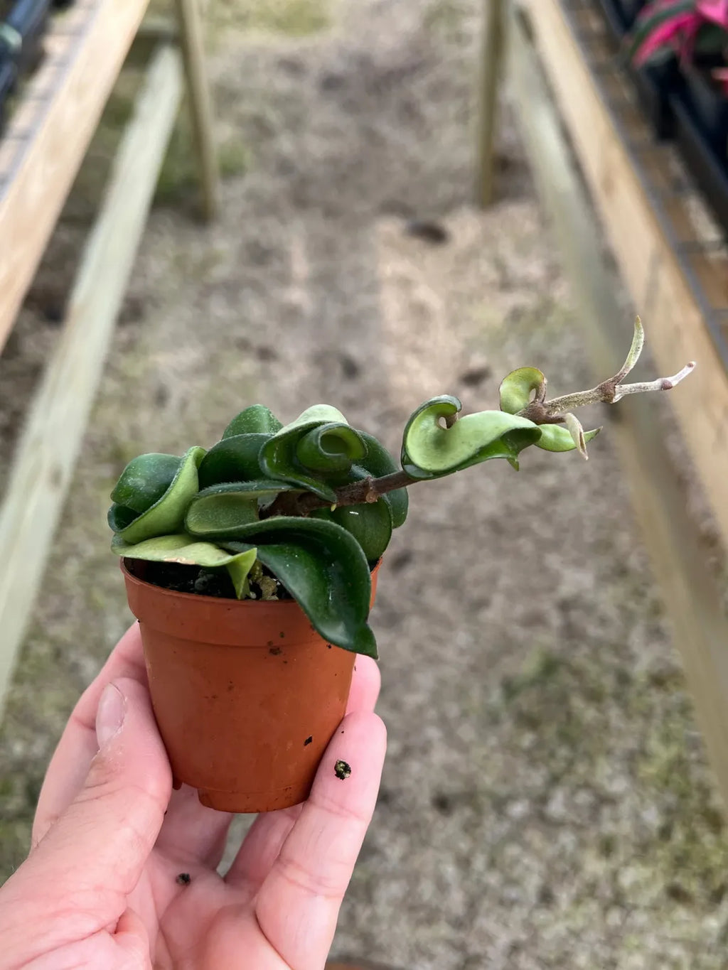 Hoya Hindu Rope Plant with Curled Waxy Leaves for Hanging Baskets and Bright Indoor Spaces