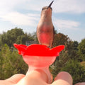 Hummingbird Hand Feeding Kit