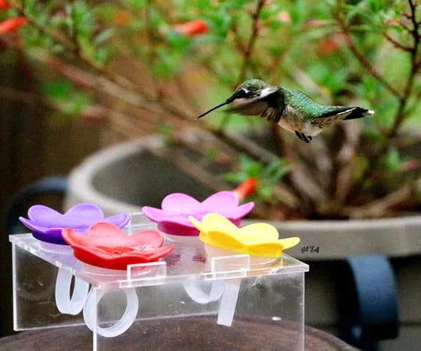 Hummingbird Hand Feeding Kit
