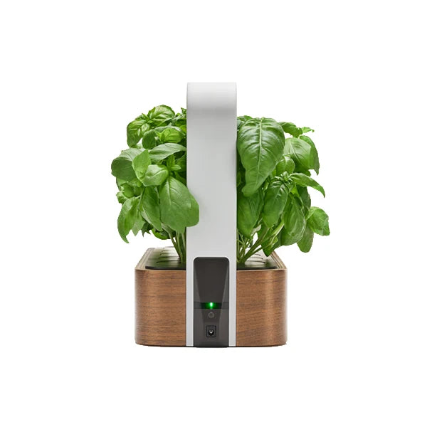 Indoor Garden