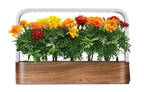 Indoor Garden