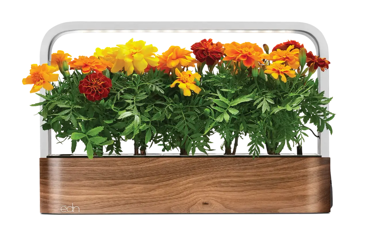 Indoor Garden