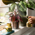 Indoor Watering Can