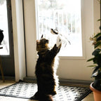 Interactive Bird Simulation Cat Toy with Suction Cup Base, Bells and Replaceable Birds for Indoor Enrichment
