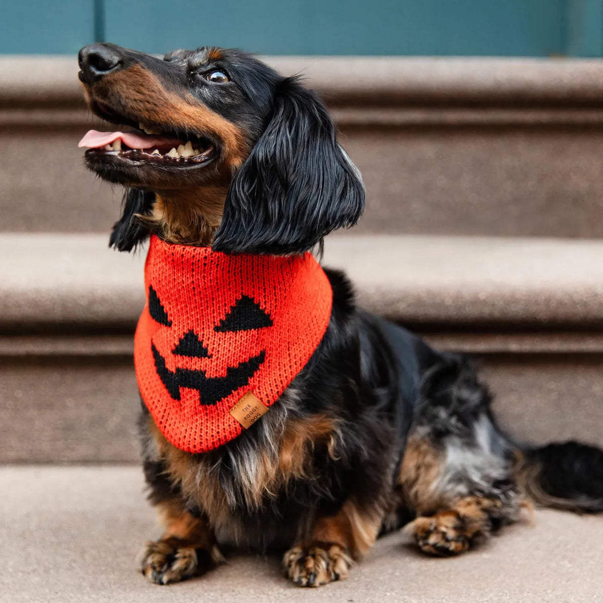 Jack-o'-Lantern Knit Dog Bandana with Adjustable Snap Closure for Small, Medium, and Large Dogs