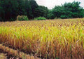 Japanese Millet Seed