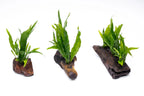 Java Fern on Driftwood Aquarium Plant, Pre-Mounted Low-Light Epiphyte Centerpiece in Small, Medium, or Large Sizes