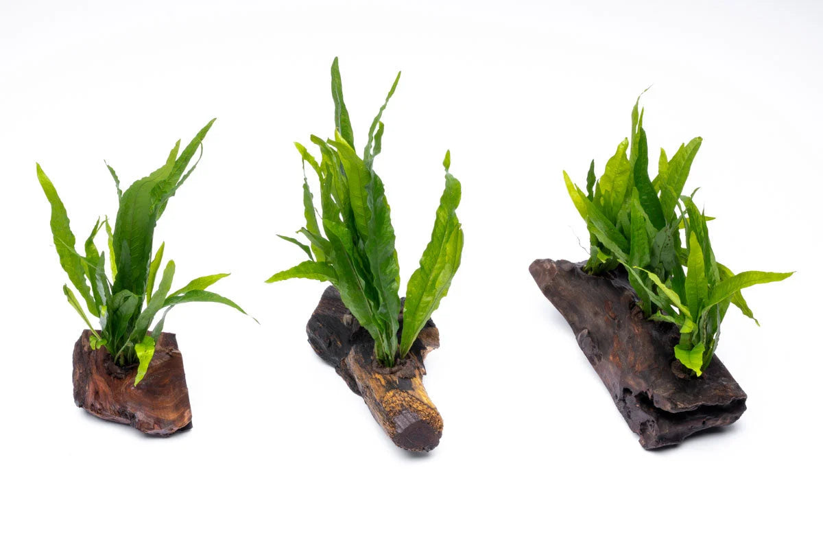 Java Fern on Driftwood Aquarium Plant, Pre-Mounted Low-Light Epiphyte Centerpiece in Small, Medium, or Large Sizes