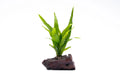 Java Fern on Driftwood Aquarium Plant, Pre-Mounted Low-Light Epiphyte Centerpiece in Small, Medium, or Large Sizes — Small