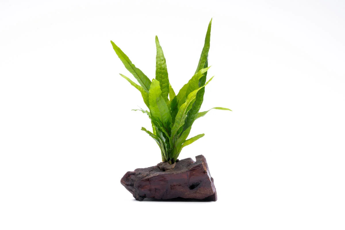 Java Fern on Driftwood Aquarium Plant, Pre-Mounted Low-Light Epiphyte Centerpiece in Small, Medium, or Large Sizes — Small
